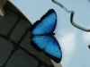 Filename=bbutter.jpg
Filesize=589KiB
Dimensions=2048x1536
Date added=Jul 15, 2011 bbutter.jpg