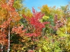Filename=fallfoliage.jpg
Filesize=3330KiB
Dimensions=2048x1536
Date added=Oct 11, 2011 fallfoliage.jpg
