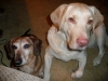 Filename=ff1~0.jpg
Filesize=1565KiB
Dimensions=2048x1536
Date added=Dec 22, 2011 ff1~0.jpg