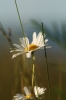 Filename=flower1.jpg
Filesize=1371KiB
Dimensions=1365x2048
Date added=Jul 15, 2011 flower1.jpg