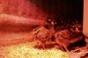 Filename=chicks1.jpg
Filesize=1012KiB
Dimensions=1659x1106
Date added=Mar 29, 2011 chicks1.jpg